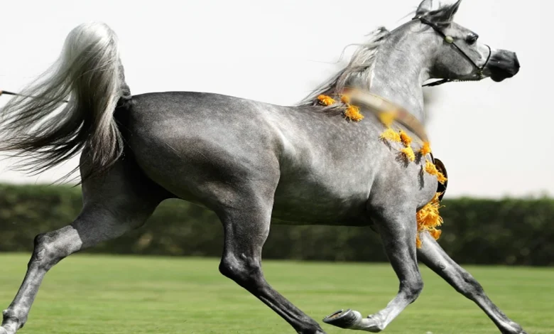 تفسير رؤية الخيل في المنام