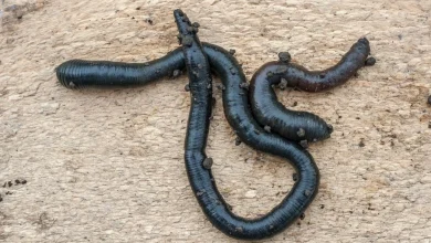 الدود في المنام