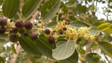 فوائد السدر للشعر