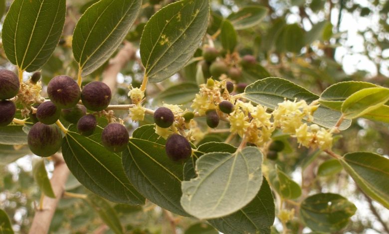 فوائد السدر للشعر