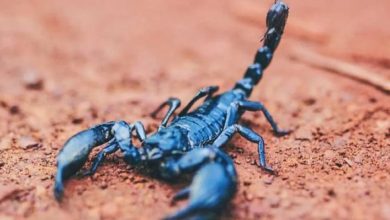 تفسير حلم العقرب للمتزوجة