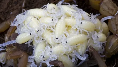 تفسير حلم العقرب للمتزوجة