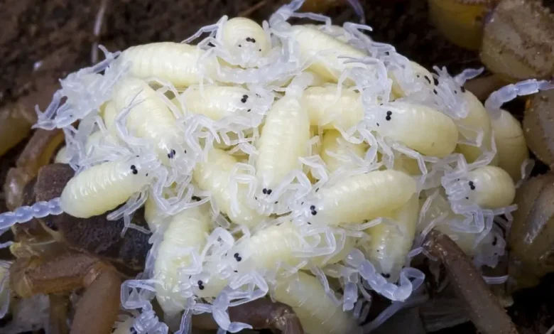 تفسير حلم العقرب للمتزوجة