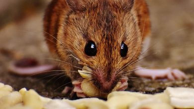 الفئران في المنام