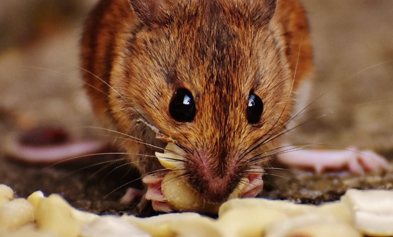 الفئران في المنام