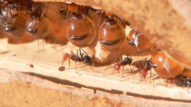 تفسير النمل في المنام