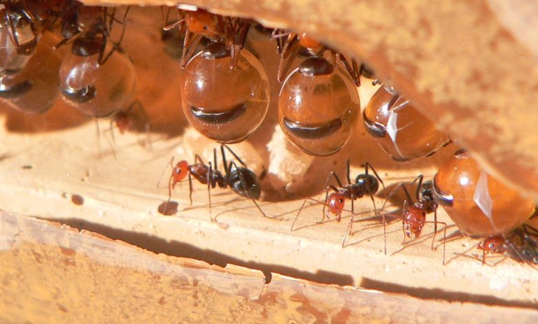 تفسير النمل في المنام