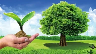 المحافظة على البيئة