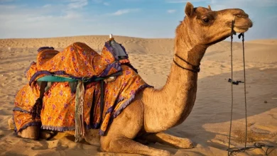 تفسير حلم الجمل في المنام