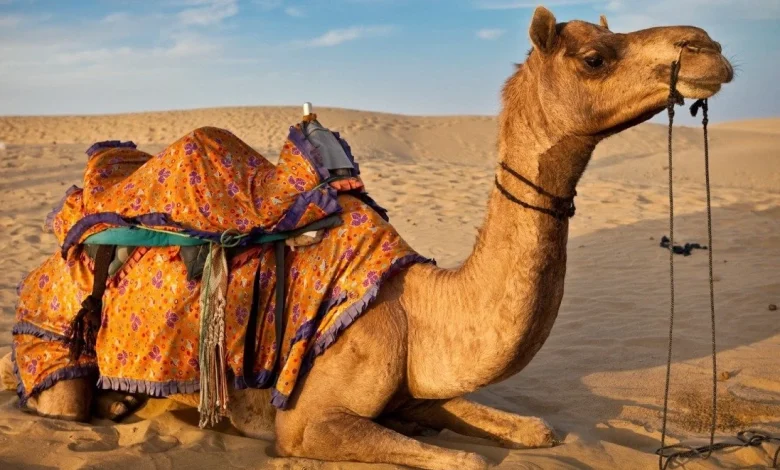 تفسير حلم الجمل في المنام