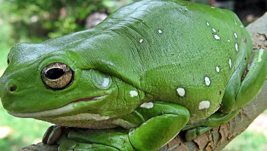 تفسير حلم الضفدع