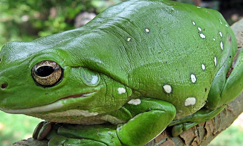 تفسير حلم الضفدع