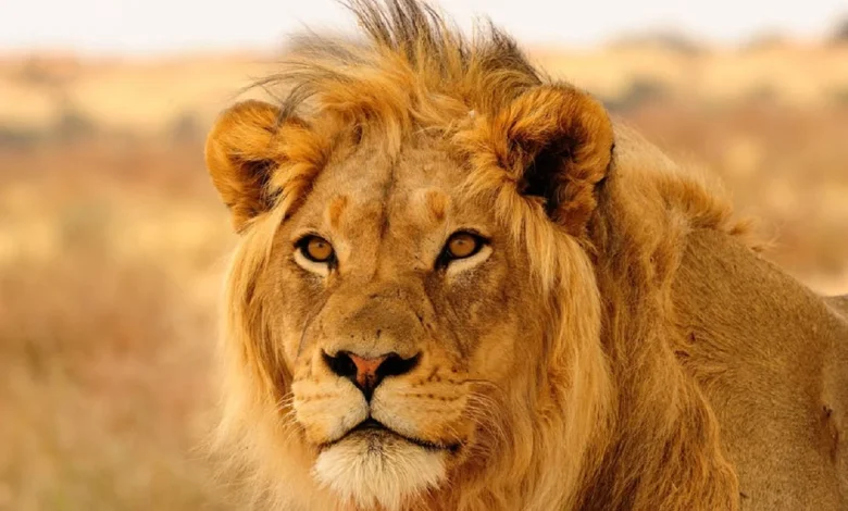 صور اسد Lion وأجمل خلفيات اسود عالية الجودة خلفيات HD