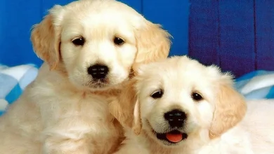 صور كلاب وخلفيات كلاب جميلة بجودة hd