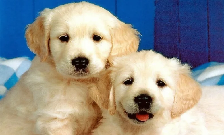 صور كلاب وخلفيات كلاب جميلة بجودة hd