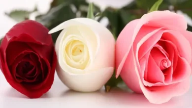 صور ورد وخلفيات ورد طبيعي وأجمل باقة زهور ورد