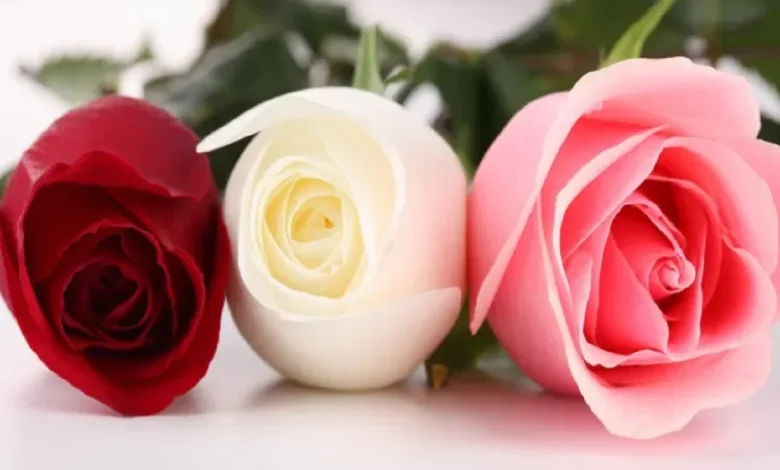 صور ورد وخلفيات ورد طبيعي وأجمل باقة زهور ورد