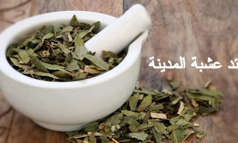 فوائد عشبة المدينة