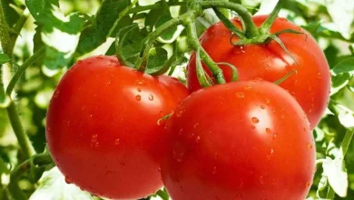 فوائد طماطم شيري