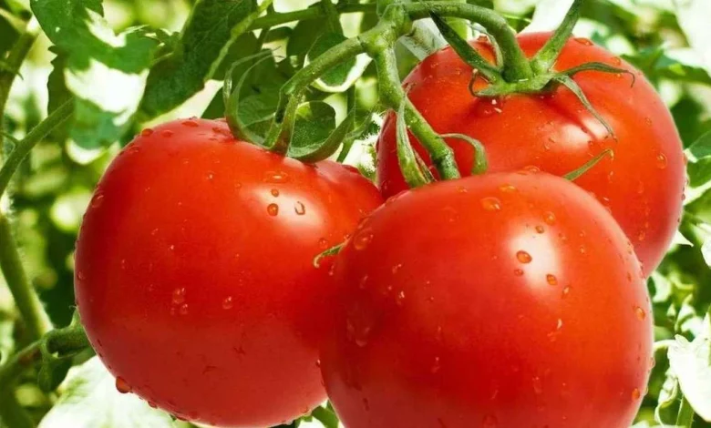 فوائد طماطم شيري