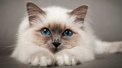 أسماء قطط إناث