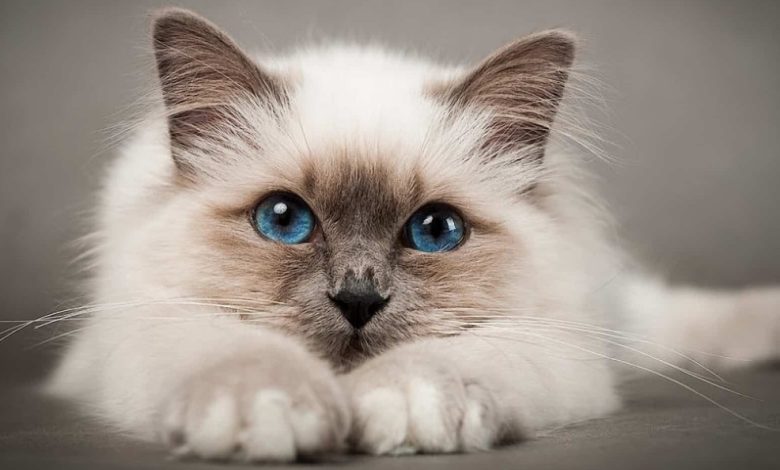 أسماء قطط إناث