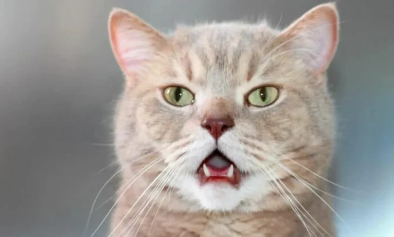 كم عدد أسنان القط