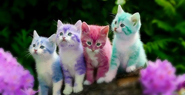 قطط كيوت لطيفة