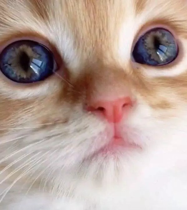 قطط كيوت لطيفة