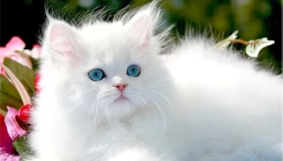 قطط كيوت لطيفة