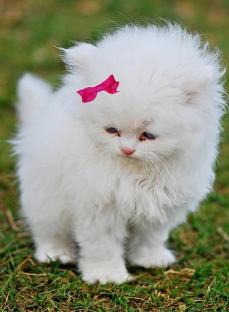 قطط كيوت لطيفة