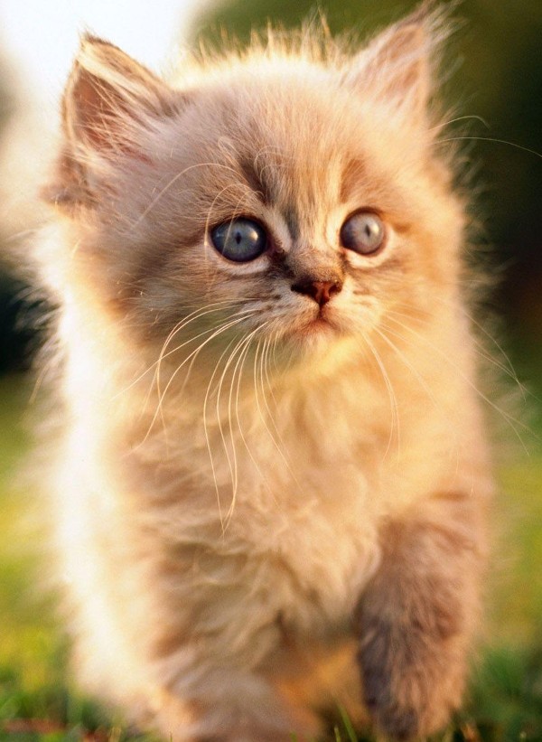 قطط كيوت لطيفة