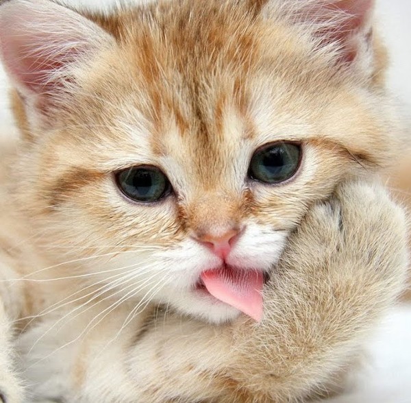 قطط كيوت لطيفة