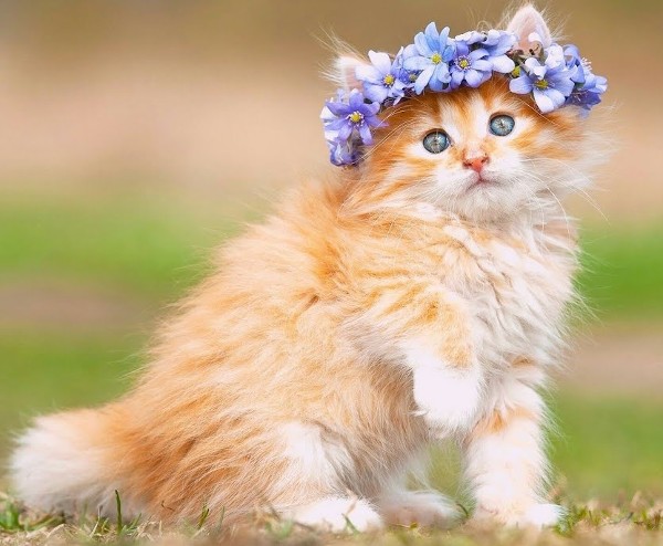 صور قطط كيوت