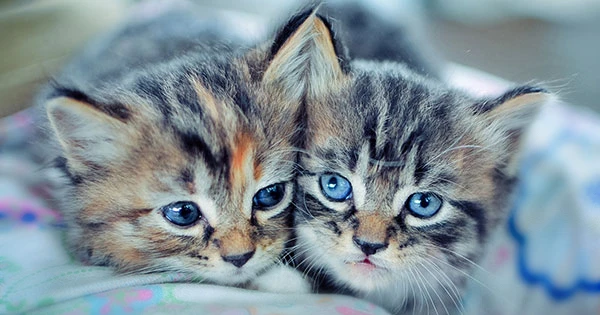 قطط كيوت لطيفة