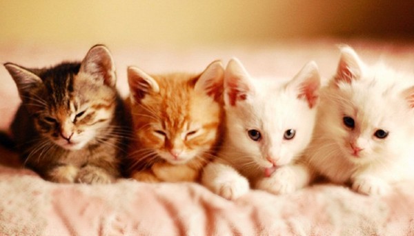 قطط كيوت لطيفة