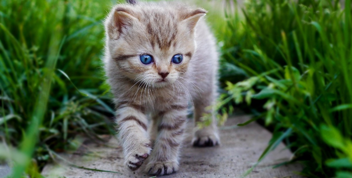 قطط كيوت لطيفة