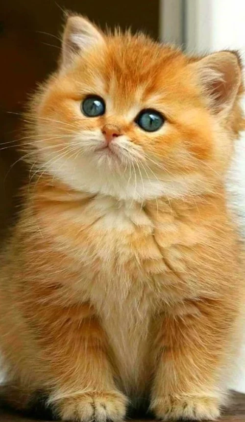 قطط كيوت لطيفة