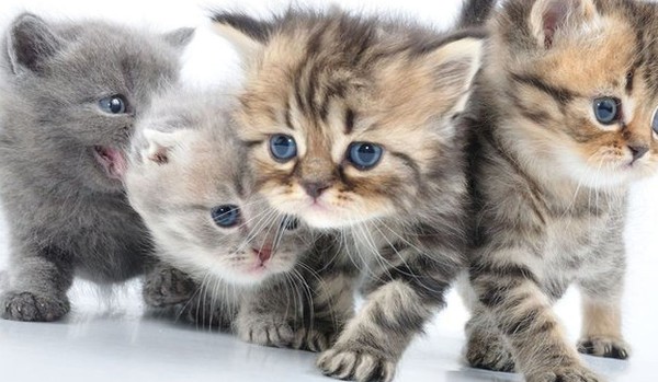 قطط كيوت لطيفة