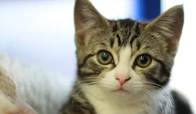 قطط كيوت لطيفة