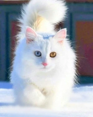 قطط كيوت لطيفة