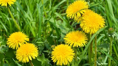 تجربتي مع الهندباء