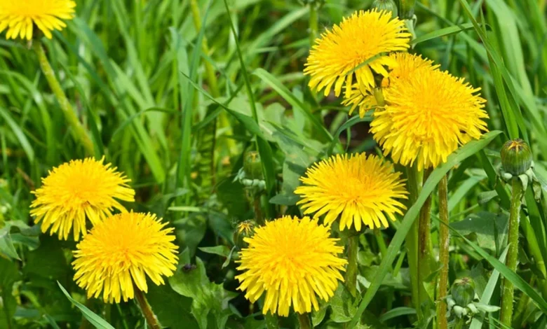 تجربتي مع الهندباء