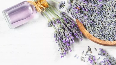 عشبة اللافندر