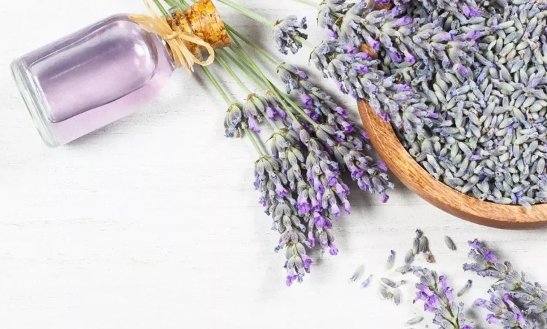 عشبة اللافندر