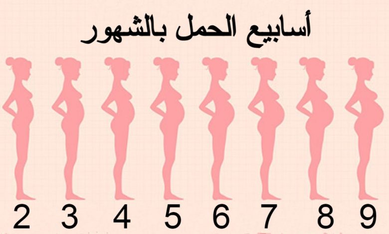أسابيع الحمل