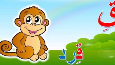 أسماء حيوانات بحرف القاف