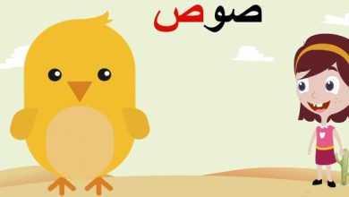 أسماء حيوانات تبدأ بحرف الصاد