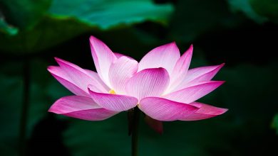 أسماء لاتينية للزهور