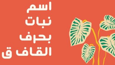 أسماء نبات بحرف القاف